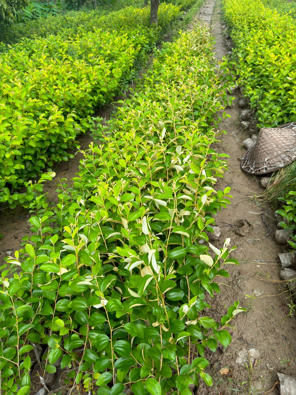 ১ পিস বারোমাসি বরই চারা