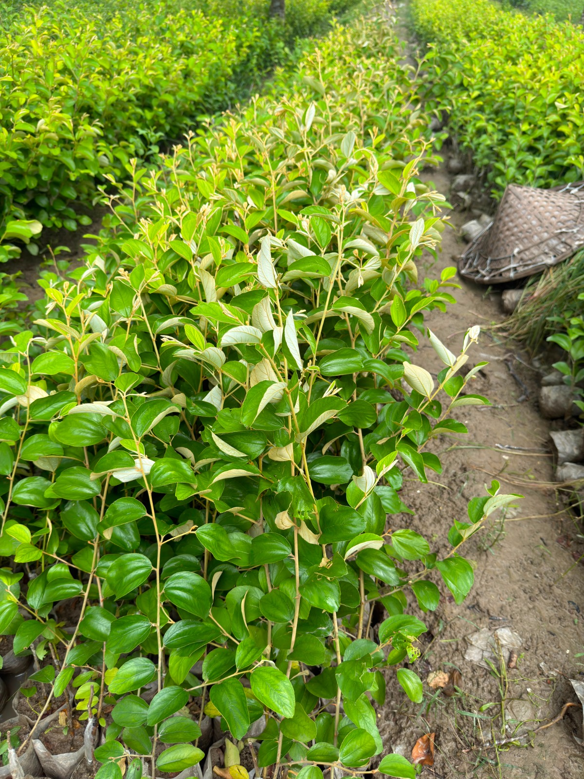 ২ পিস বারোমাসি বরই চারা