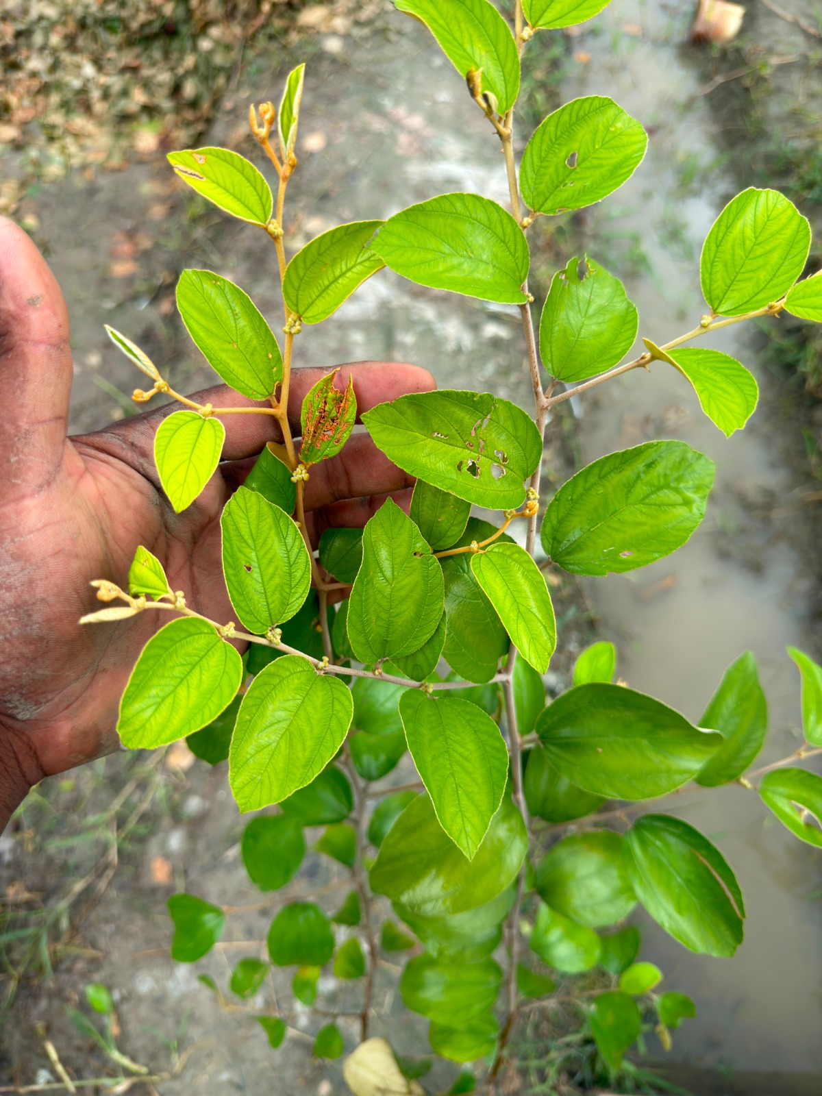 ২ পিস ফলসহ বারোমাসি বরই চারা
